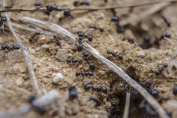 Nest of black ants