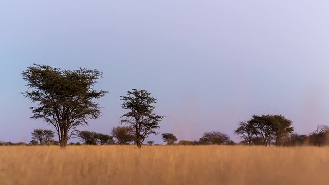 A slow push-in scenic timelapse at sunrise of an Acacia tree in the South African Savanna Bushveld, Kalahari desert with lots of Acacia trees and tall grass, blow out to white