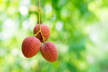 Close up fresh lychee on green nature background