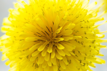 Closeup of spring, blooming, dandelion. Easter concept.