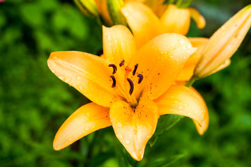 Fototapeta premium yellow lily with dew