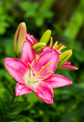 Fototapeta na wymiar pink lily with water drops