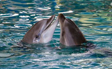 two dolphins swimming together