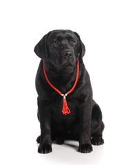 Black golden labrador retriever dog isolated on white background. Studio shot.