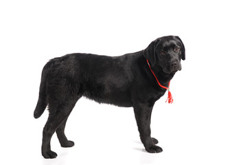 Black golden labrador retriever dog isolated on white background. Studio shot.