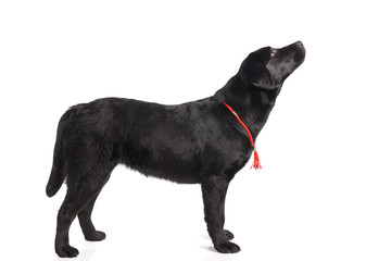 Black golden labrador retriever dog isolated on white background. Studio shot.