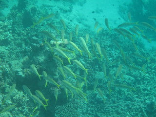 mondo sommerso © paolo