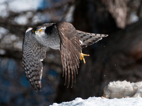 Close up of northern goshawk flying outdoors