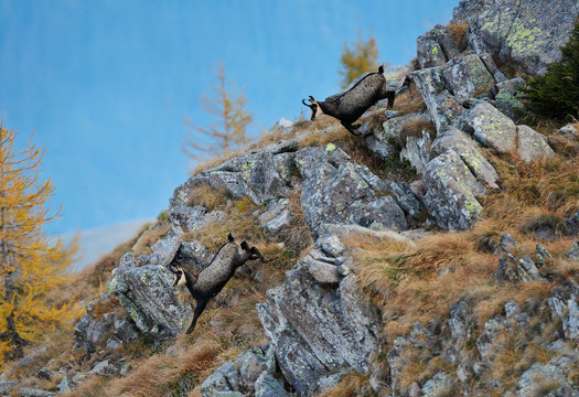 Alps,Dolomites, Fiemme valley,Italy,Trentino,Camoscio,chamois