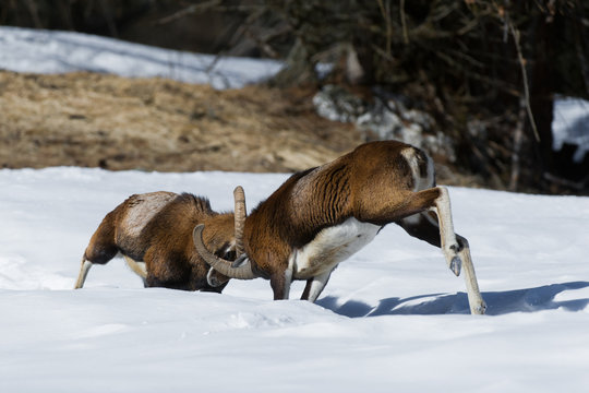 European mouflons fighting on snowy landscape