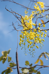 Golden shower flower tree, Cassia fistula; flower of summer