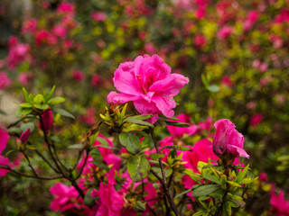 focus pink roses on nature background 