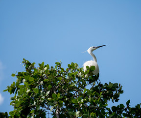 tree leaf from bottom view with small white bird