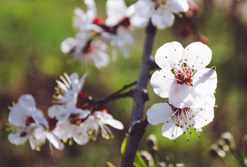 Цветущее абрикосовое дерево и весенний зелёный сад