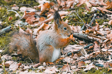 Red squirrel in the forest eating nuts and acorns