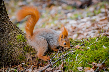 Red squirrel in the forest eating nuts and acorns