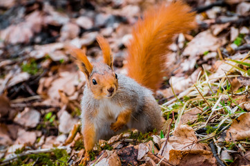 Red squirrel in the forest eating nuts and acorns