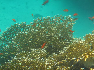 mondo sommerso © paolo