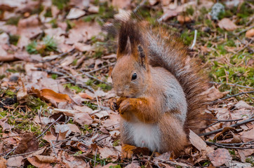 Naklejka na ściany i meble Red squirrel in the forest eating nuts and acorns