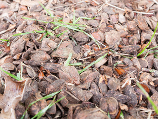 The Texture and Bits upon a Forest Floor