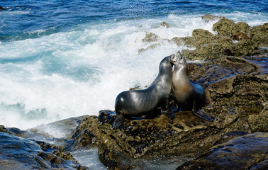 fighting sea lions