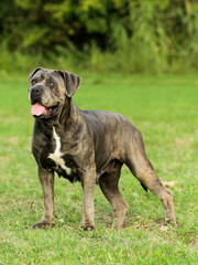 Portrait of Corso Dog, Italian breed of dog