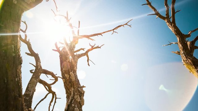 Linear push-in abstract timelapse of a dead acacia tree with texture and lichens against a blue sky, towards the sun causing flare, with moving clouds available on request.