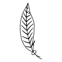 feather decorative isolated icon