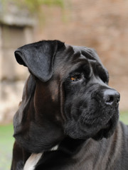 Portrait of Corso Dog, Italian breed of dog