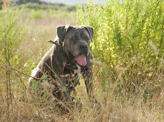 Portrait of Corso Dog, Italian breed of dog