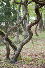 twistedOaksInSpringtime