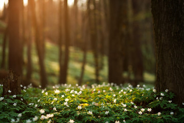 Spring awakening of flowers in forest on background of sunshine