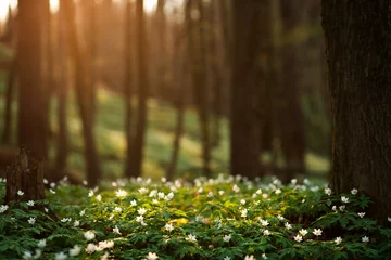 Tuinposter Lente ontwaken van bloemen in bos op achtergrond van zonneschijn © okostia