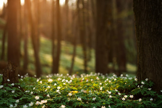Fototapeta Spring awakening of flowers in forest on background of sunshine