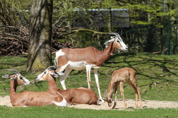 Damagazelle - Mhorr-Gazelle