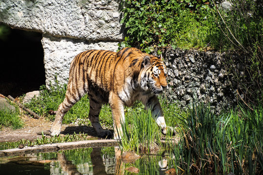 Tiger - Panthera tigris