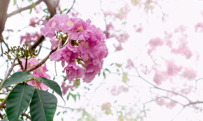 Pink flower with blur background , Pink trumpet tree ,Tabebuia rosea