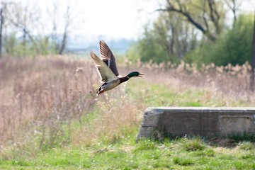 male Mallard