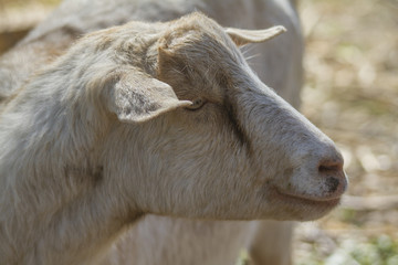 Fototapeta premium Ziege