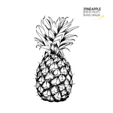 Vector hand drawn set of exotic fruits. Isolated pineapple. Tropical food. Engraved art. Delicious vegetarian objects.