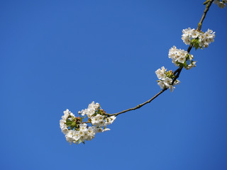 c'est le printemps !