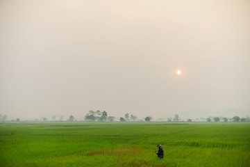 Naklejka na ściany i meble rice fields. Green nature landscape. Paddy jasmine rice fields.