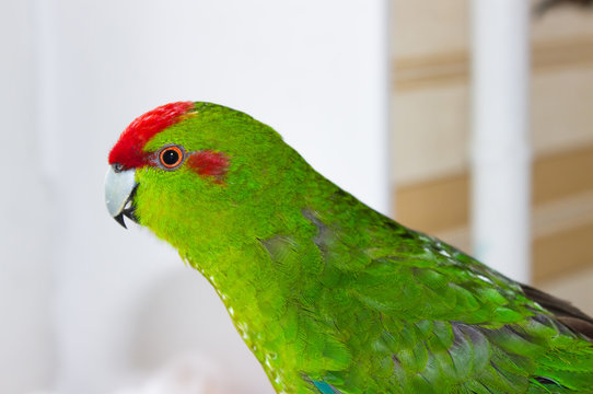 Fototapeta Beautiful Green Parrot, Kakariki,Cyanoramphus with red head, medium size