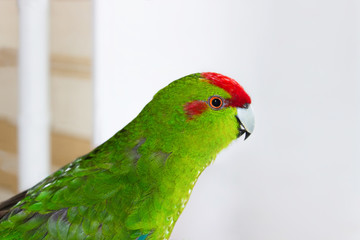 Beautiful Green Parrot, Kakariki,Cyanoramphus with red head, medium size,Copy space