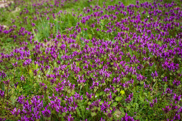 Nature Colorful Natural Blurred Background. Bokeh, Boke Wild Flo