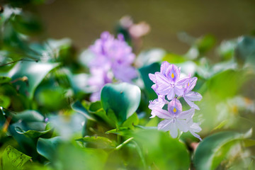 water hyacinth flower on water.