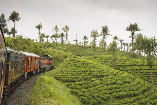 Tea fields plantations around Ella, Sri Lanka, Asia