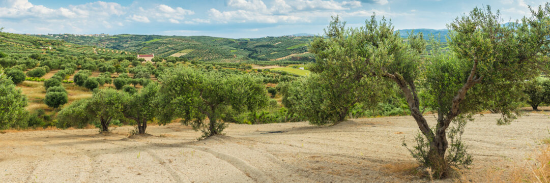Olive plantation Greece, Europe