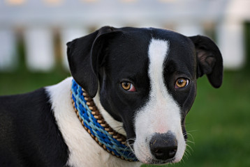 portrait of a cute dog black and white