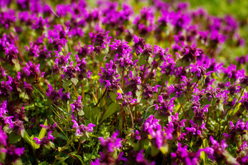 Wild thyme Thymus serpyllum . A dense group of purple flowers of this aromatic herb in the family Lamiaceae